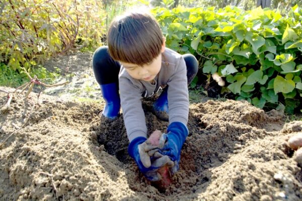 野菜を掘っている男の子